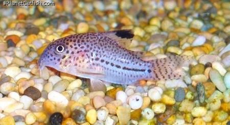 Corydoras julii2.jpg