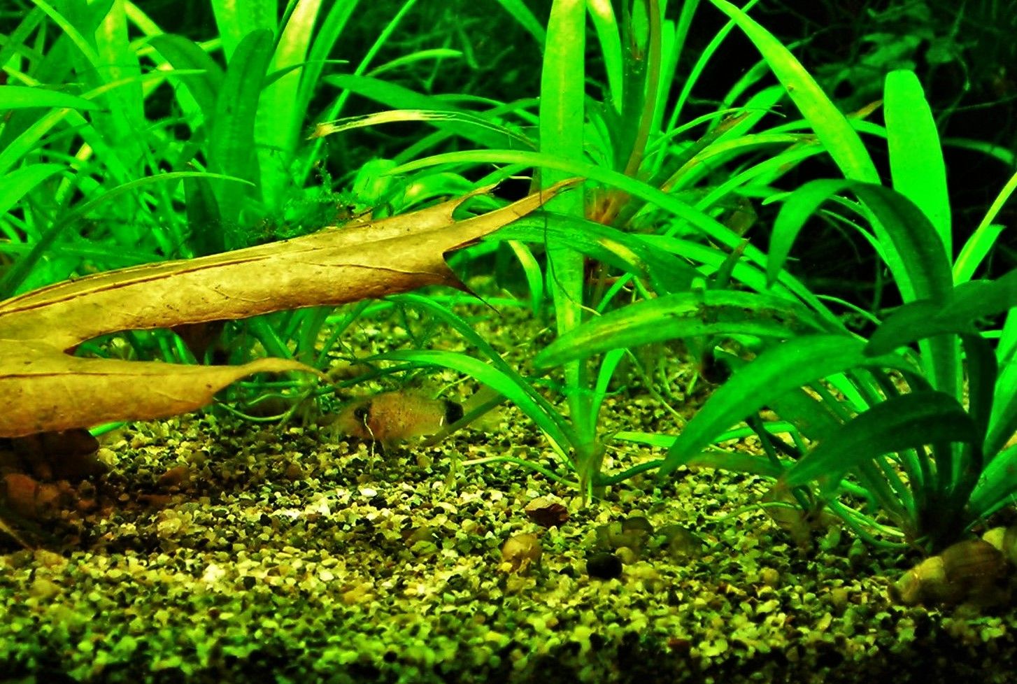 Corydoras panda fry (1).JPG