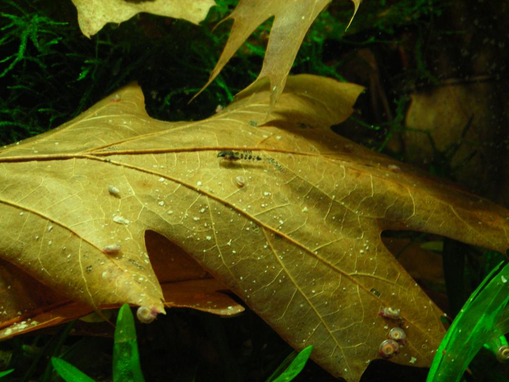 Corydoras pygmaeus fry 2 weeks.JPG