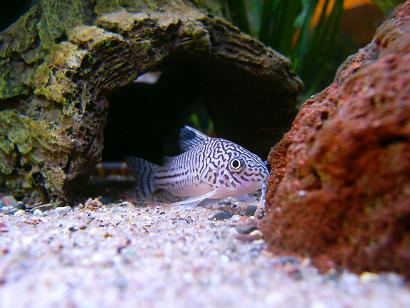 Corydoras_1.JPG