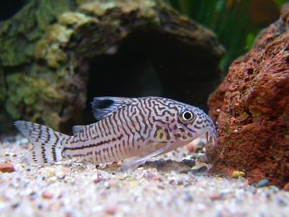 Corydoras_7.JPG