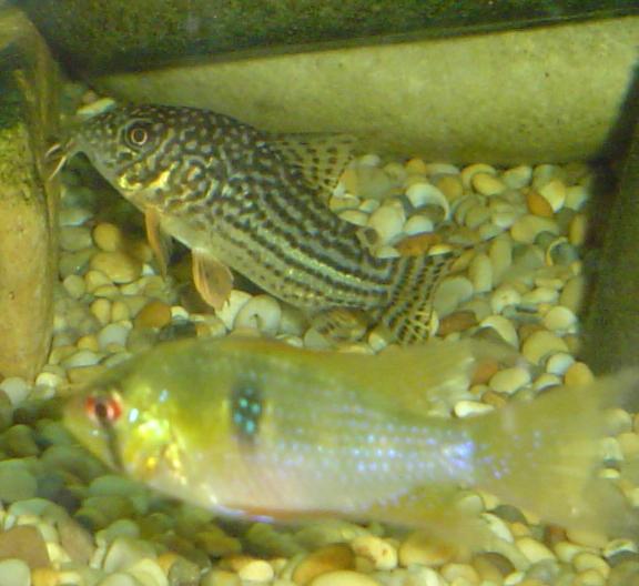 Corydoras_haraldschultzi.JPG