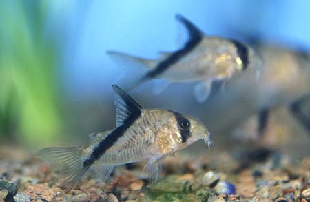 corydoras_melini_1.jpg