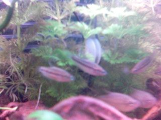 croaking_gouramis.jpg