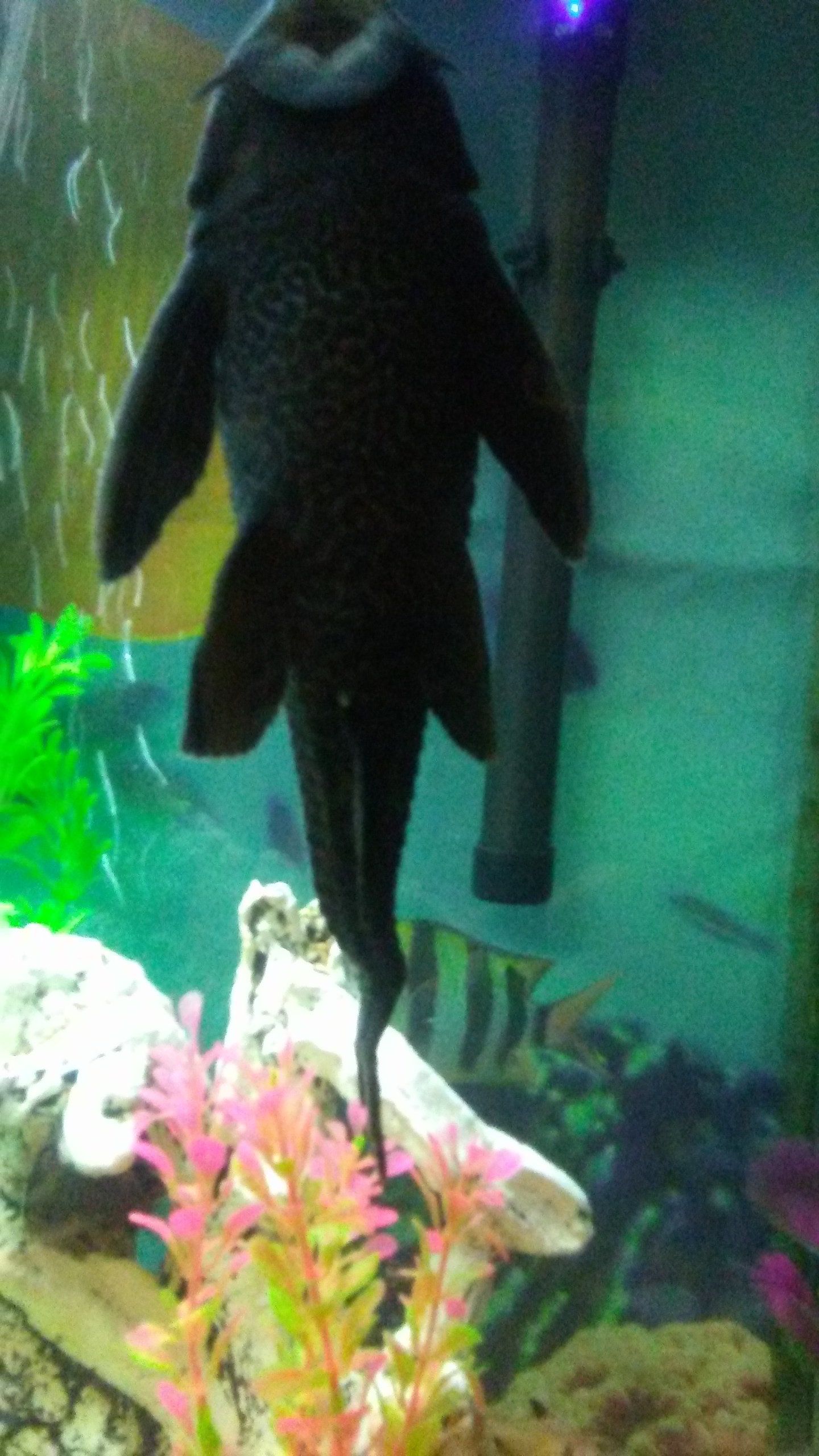 Crooked Pleco tail.jpg