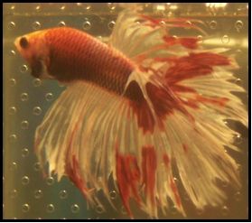 crowntail.jpg