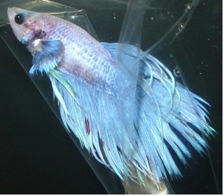 CT_Betta1.jpg