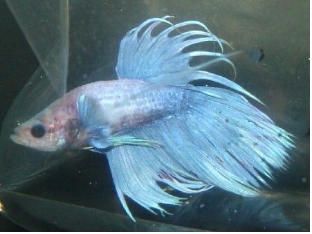 CT_Betta2.jpg