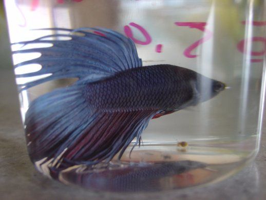 ctbetta_002.JPG