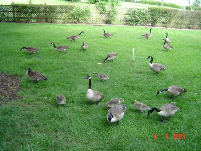 CUANTOS_PATOS.JPG