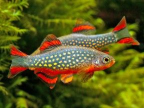 Danio-margaritatus-2-288x216.jpg