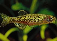 Danio_Leopard_Danio.jpg