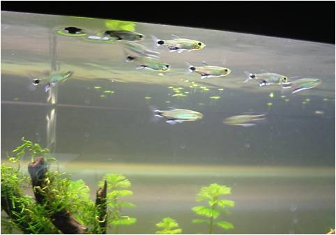 Dawn_tetras.jpg