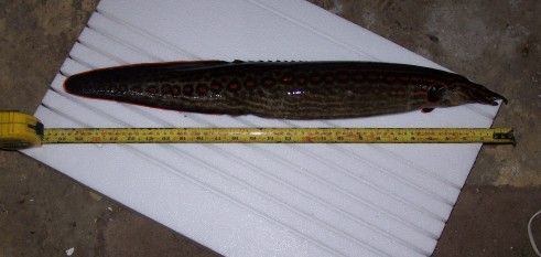 dead_eel_001.jpg