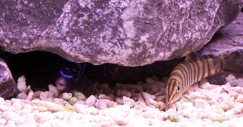 demasoni_and_loach.jpg