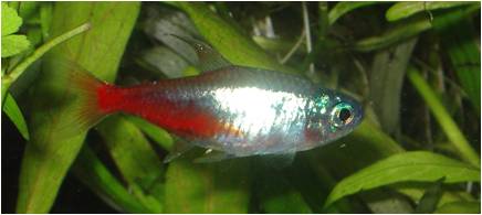 diamond_neon_tetra.jpg