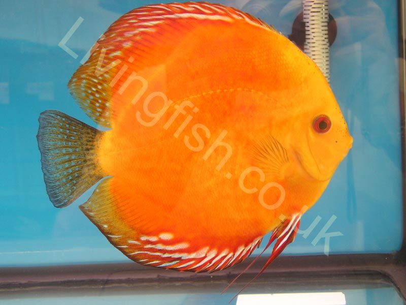 Discus.jpg