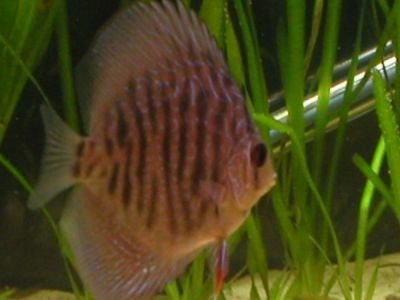 discus.jpg