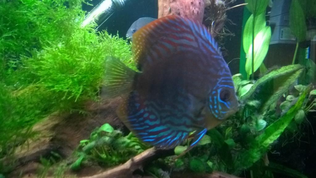 discus.jpg