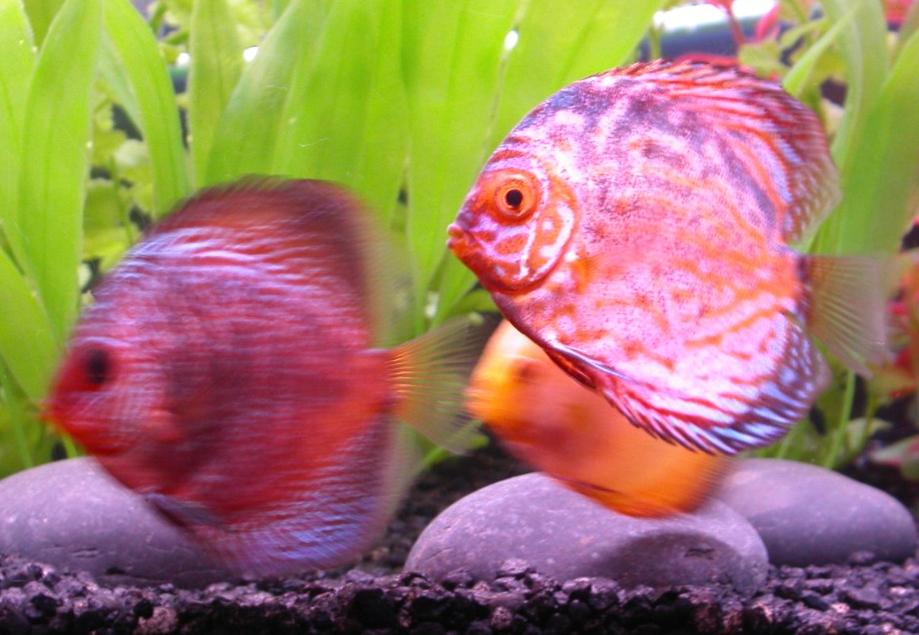 Discus2.jpg