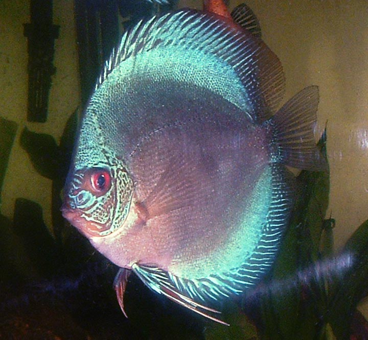 discus2.jpg