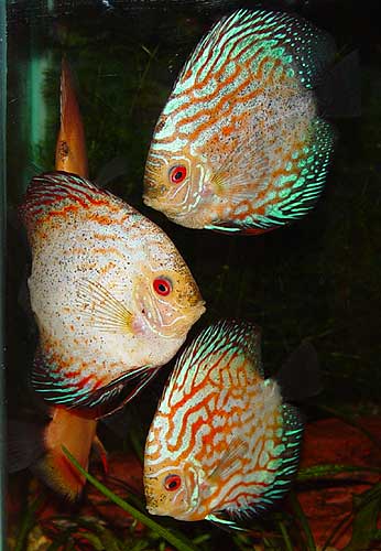 discus2.jpg