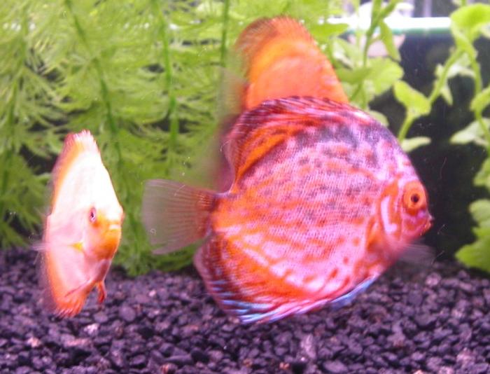 Discus3.jpg