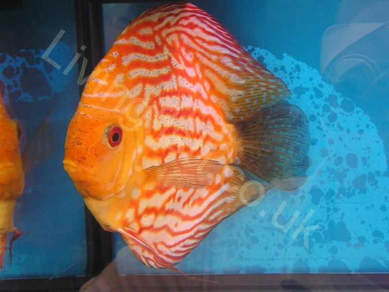 Discus_2.jpg