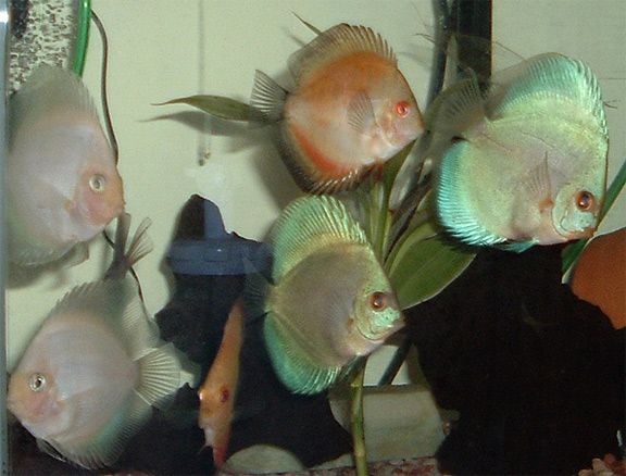 discus_group.jpg