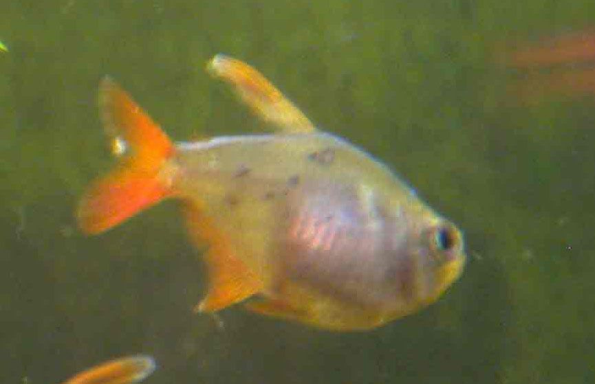 Disease_Tetra1.jpg