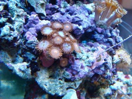 DSC00732zoa2.JPG