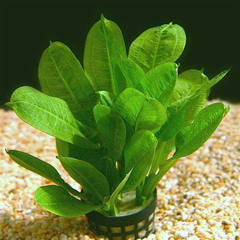 Echinodorus parviflorus Tropica1.jpg