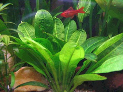 Echinodorus parviflorus Tropica2.jpg