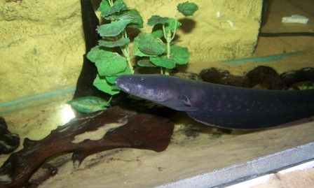 electric_eel_2.jpg