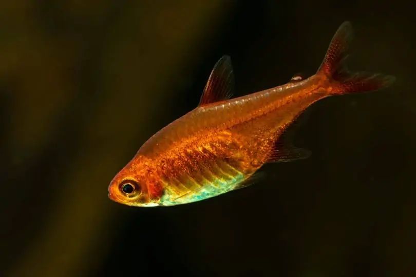 ember tetra.jpg