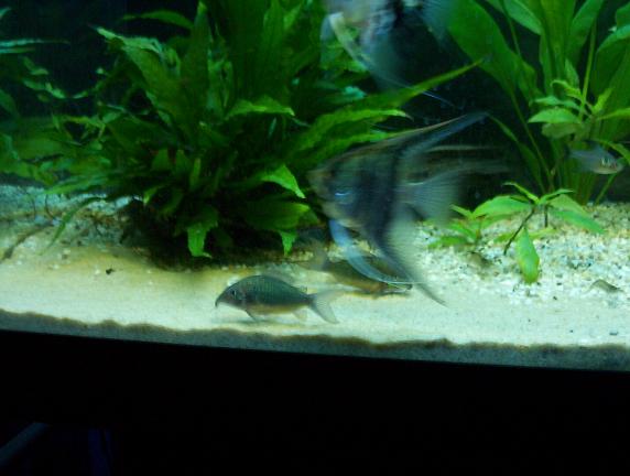 emeraldgreencorydoras.JPG