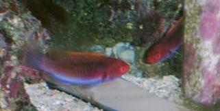 fairy wrasse 2 web.JPG