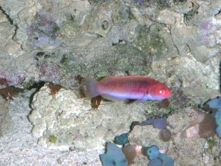 fairy wrasse.JPG