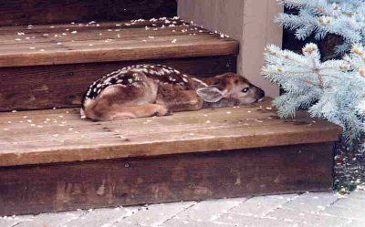 fawn.jpg