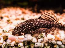 female-ancistrus-bristle-nose-catfish-aquarium-56058087.jpg