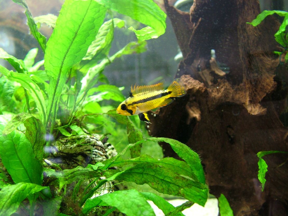 female apisto.JPG