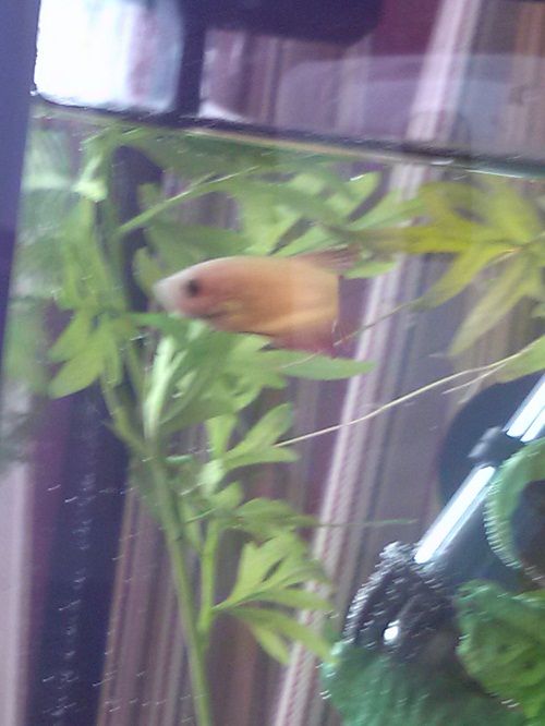 female Betta three.jpg