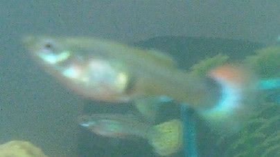 female guppy.jpg