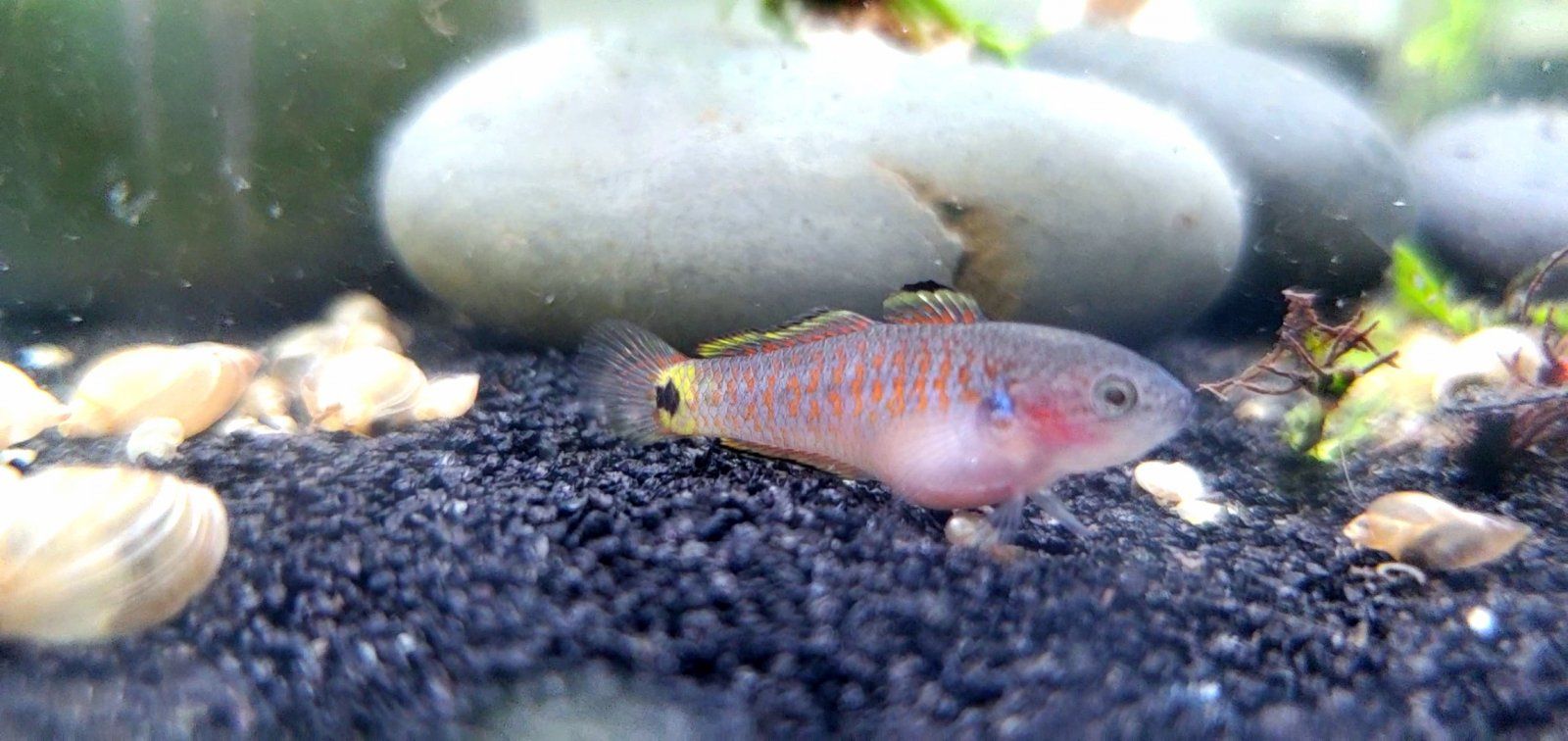 Female Peacock Gudgeon [Juvenile]