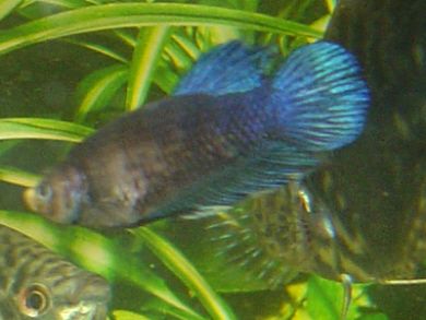 female_betta.jpg