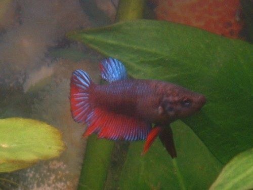 female_betta3.JPG