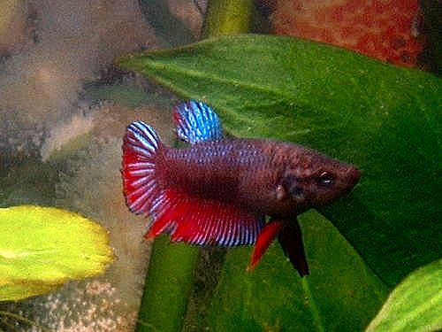 female_betta3.JPG