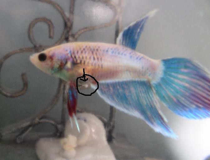 female_betta_1.JPG