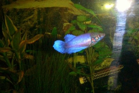 female_betta_2.JPG