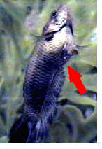 female_betta__ovipositor.jpg